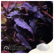 2hr aquarist apt sky - 150g-2hr-aquarist-apt-sky-150g-171129-318221-171129.png