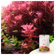 2hr aquarist apt start-2hr-aquarist-apt-start-171131-318229-171131.png