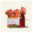 2hr aquarist apt jazz - large 54 caps-2hr-aquarist-apt-jazz-large-54-caps-171125-318196-171125.png