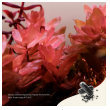 2hr aquarist apt jazz - small 18 caps-2hr-aquarist-apt-jazz-small-18-caps-171126-318202-171126.png