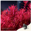 2hr aquarist apt jazz - small 18 caps-2hr-aquarist-apt-jazz-small-18-caps-171126-318204-171126.png