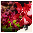 2hr aquarist apt jazz - small 18 caps-2hr-aquarist-apt-jazz-small-18-caps-171126-318205-171126.png