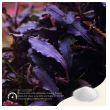2hr aquarist apt sky - 800g (gh+)-2hr-aquarist-apt-sky-800g-gh-174132-330401-174132.png